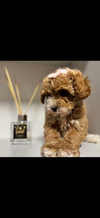 Мальтипу мальтіпу