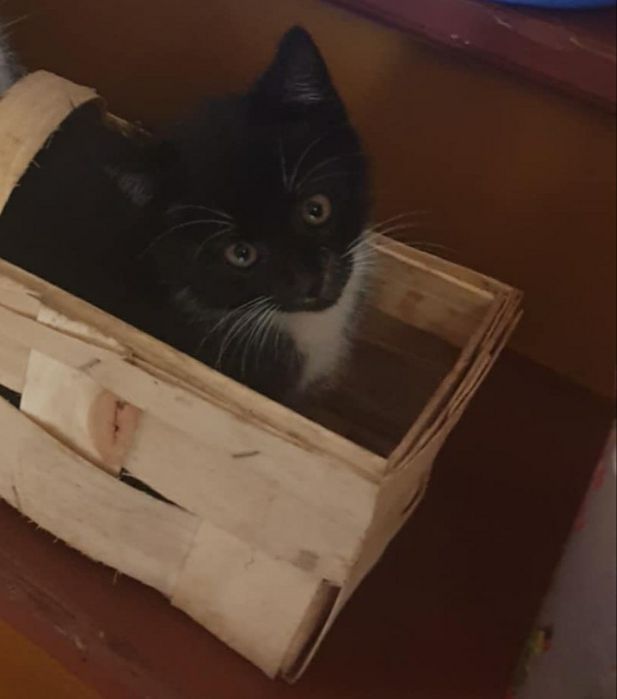 Oddam kotka samiec czarny z białym w dobre ręce!