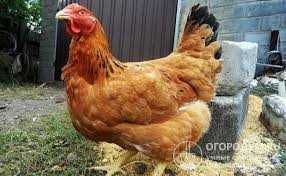 Продам інкубаційне яйце Ред Бро.