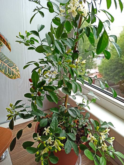 Продам саженцы  Муррайи метельчатой, детки, в Днепре.