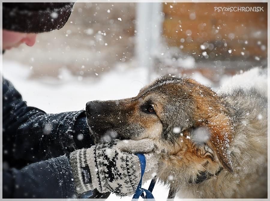 HARRY niedźwiadek, mlody, przyjazny czeka na swojego czlowieka
