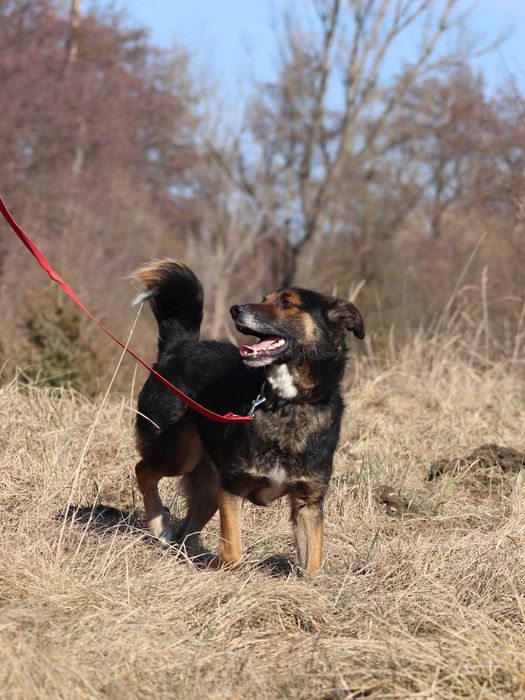 Do adopcji - MARVEL