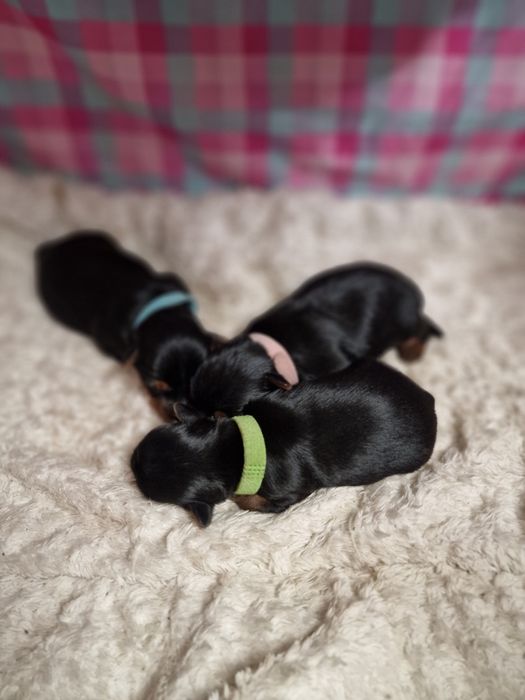 Yorkshire terrier piesek gotowy