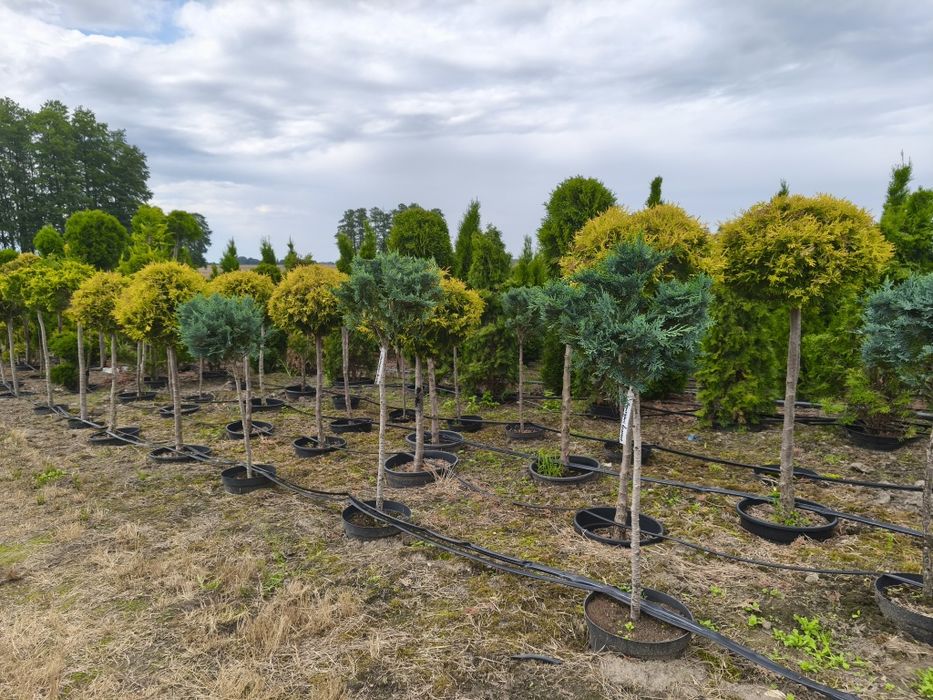 Cyprys Lawsona iwonne