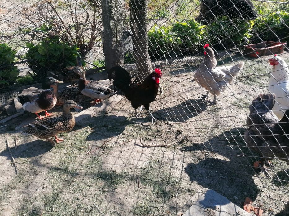 Garnizés para venda