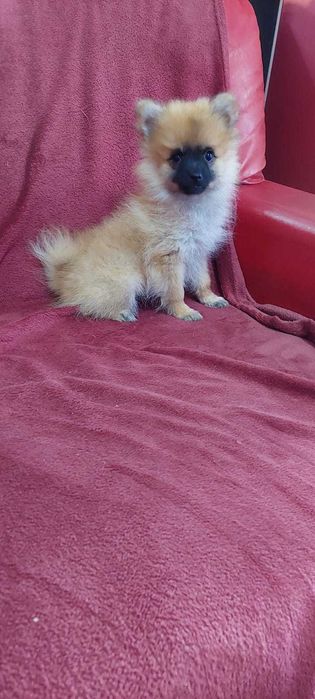 Sptiz Alemão Anão/Lulu da Pomerânia MINI