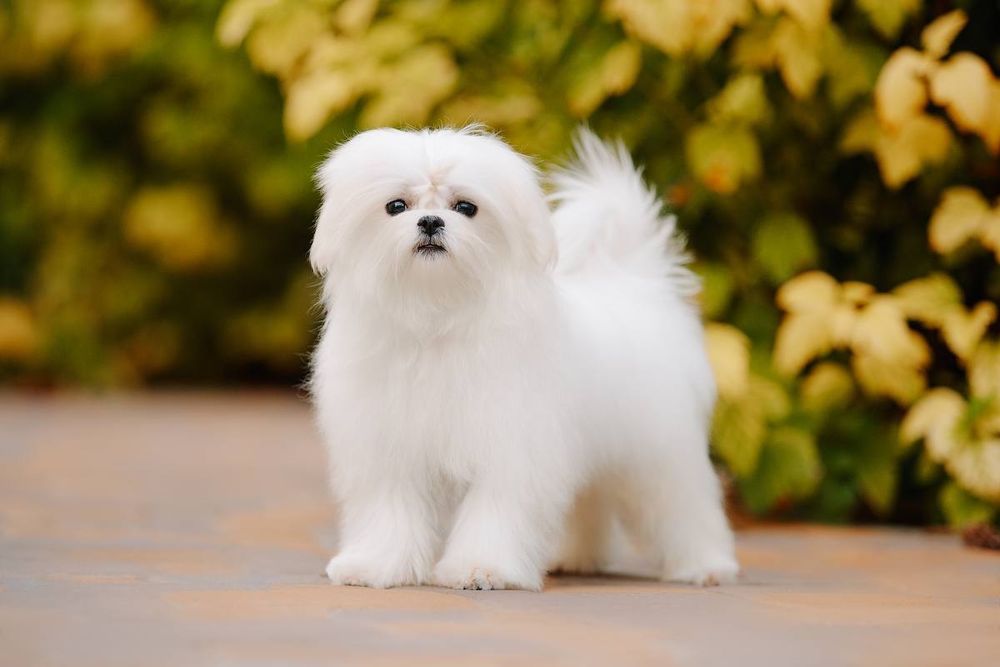 Профессиональный питомник предлагает