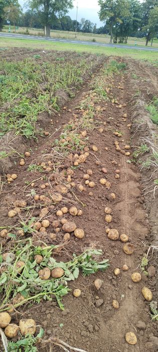 Ziemniaki Soraya oraz Bellarosa