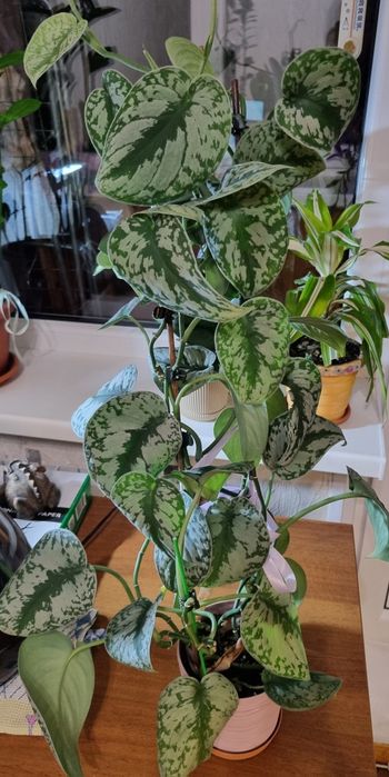 Сциндапсус Піктус требі, Мунлайт, Хеппі Ліф, епіпремнум Лайм, монстера