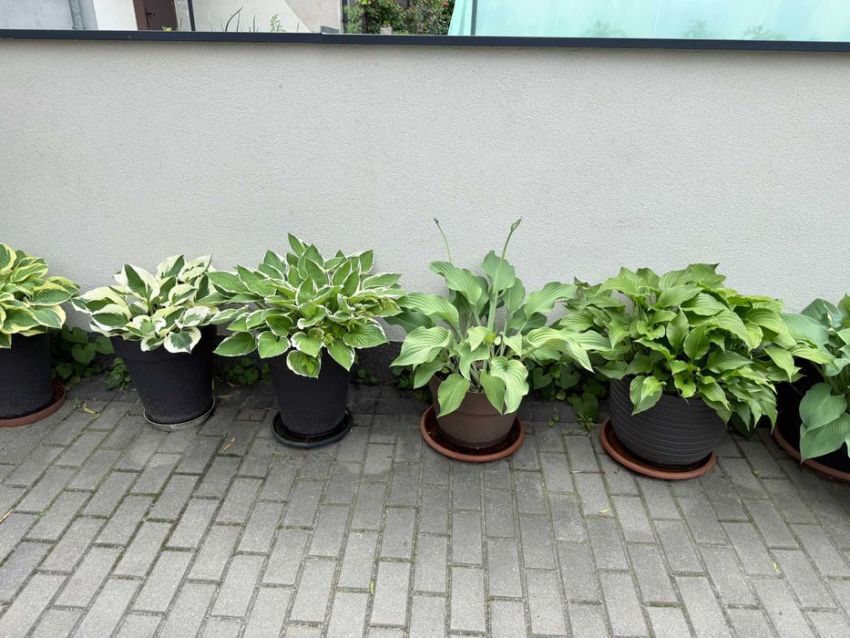 Hosta, funkia - różne odmiany