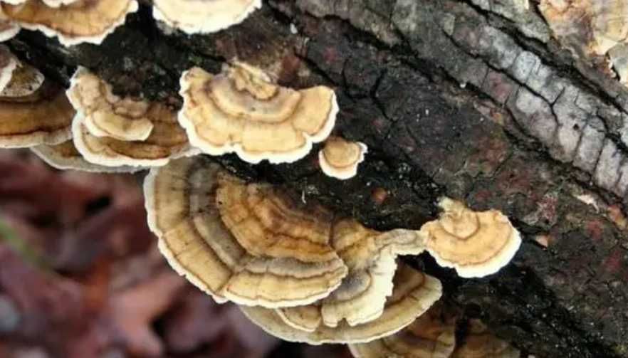 Міцелій грибів Траметес 1 кг