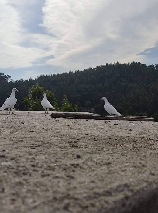 Pombas correias brancas