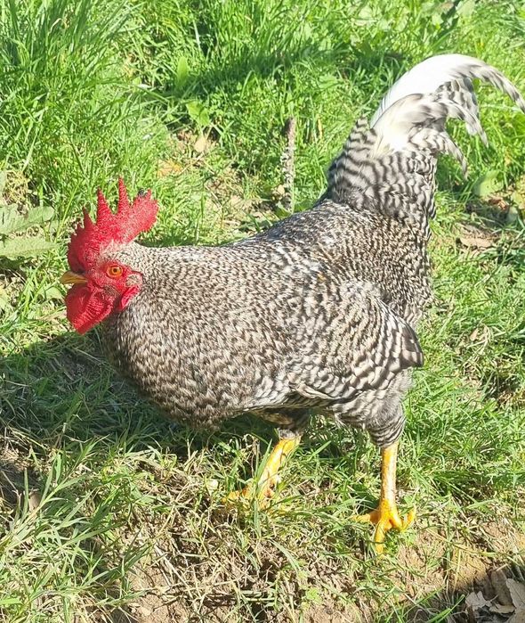 Galo Raça Pedrês Portuguesa