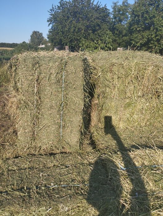 Сіно з люцерни для худоби