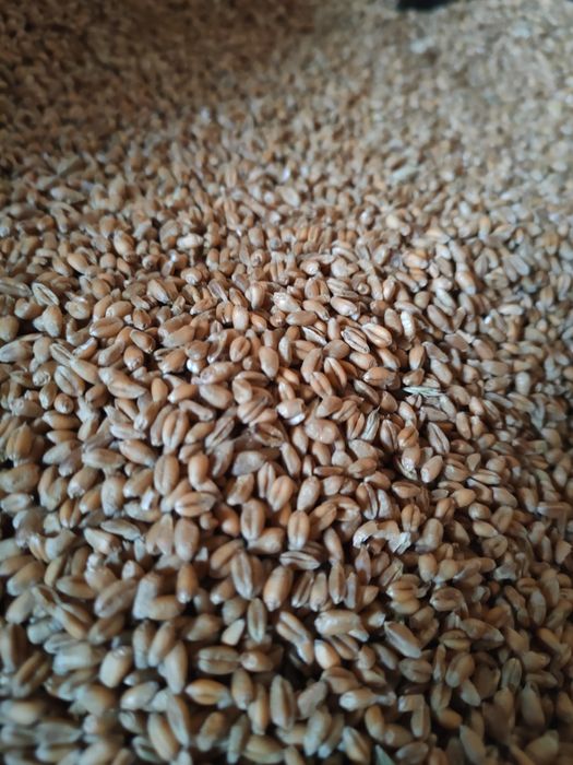 Pszenżyto, owies, wyka