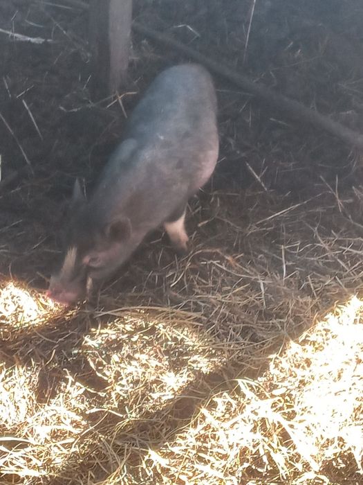 Продам китайські свині