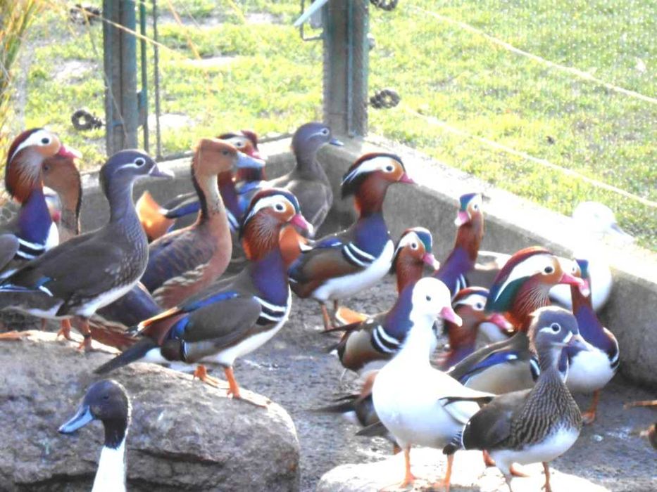 Kaczki ozdobne kaczki mandarynki