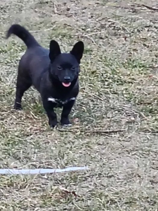 Oddam pieska suczka mieszaniec