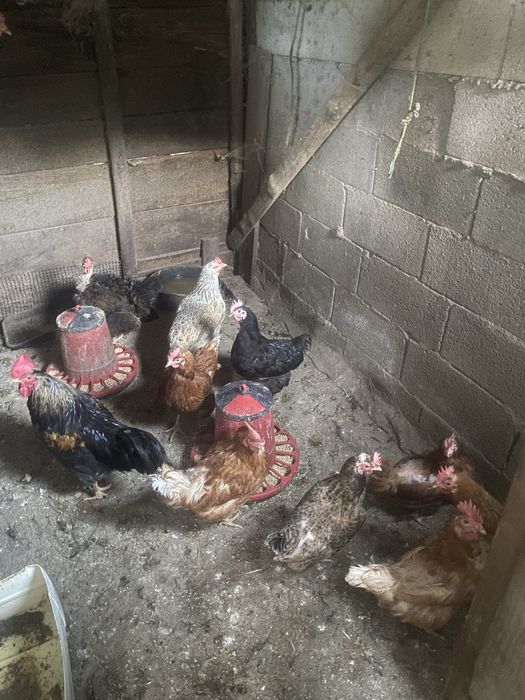 Vendo galinhas caseiras e pueideiras