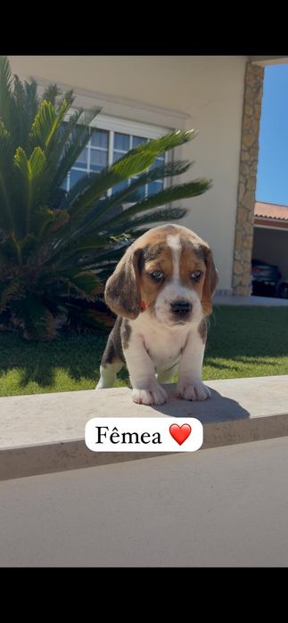 Excelente beagle fêmea