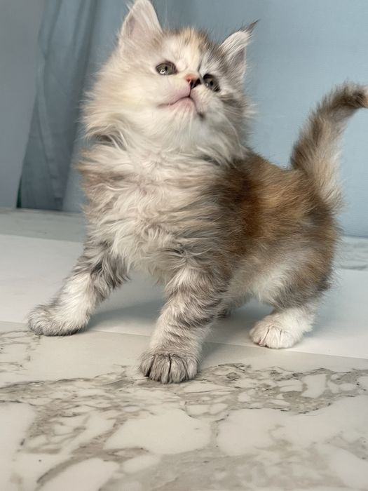 Справжні Мейн-куни з родоводом