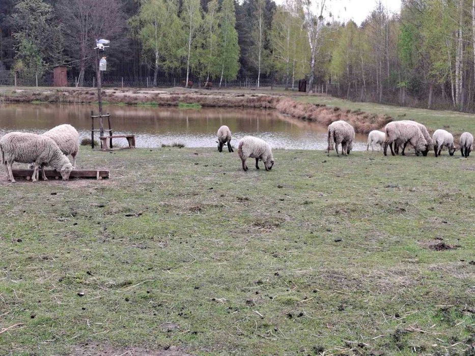 Вівці породи Литовка (матки)