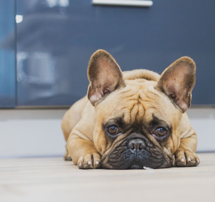 Вʼязка. Французький бульдог