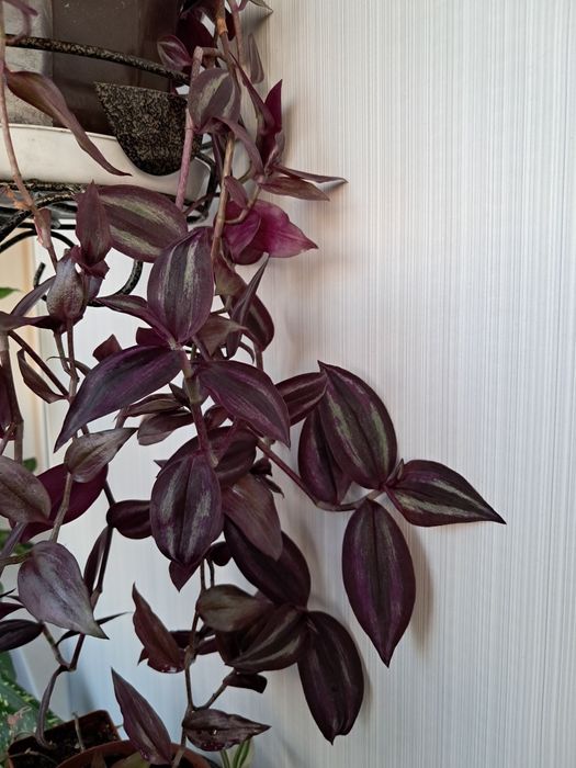 Традесканции,  черенки