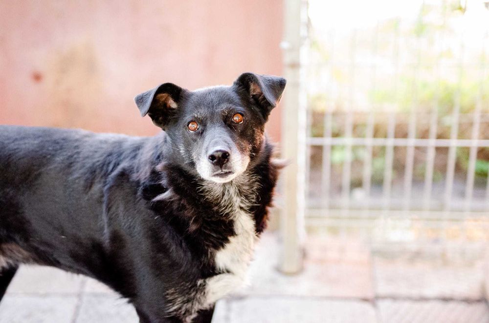 Sonia - spokojna, delikatna sunia szuka domu!