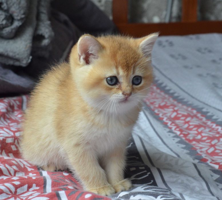 Золота шиншила скотіш страйт дівченка