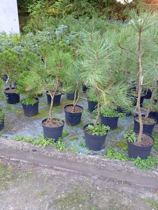 Sadzonki sosen w doniczkach 60- 90 cm