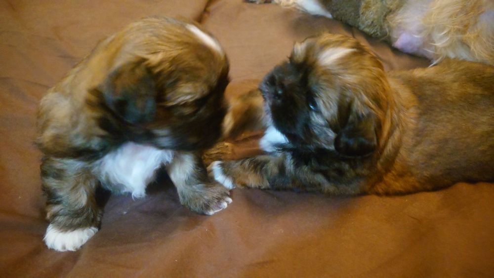 Щенки Ши-тцу, мальчик и девочка. Бронь