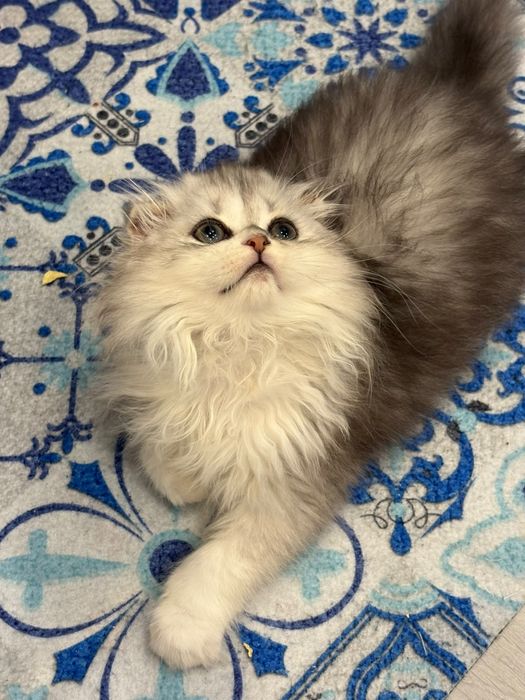 Femea scottish fold pedegree WCF