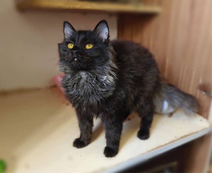 Чудовий Кай шукає родину.Кошеня.6 міс.. Стерилізований.Кіт