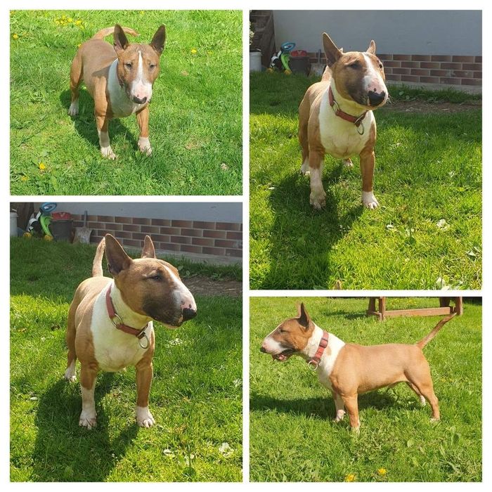 Bulterier miniaturowy szczenię