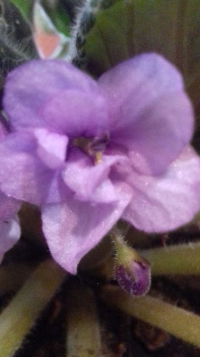 Філка сортова фіолетова