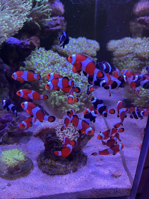 Рибка-клоун «Ocellaris» в морський акваріум