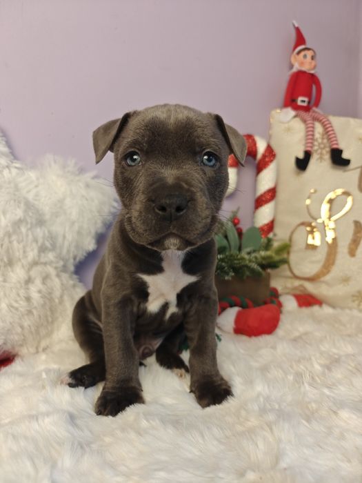 Śliczny maluch amstaff!