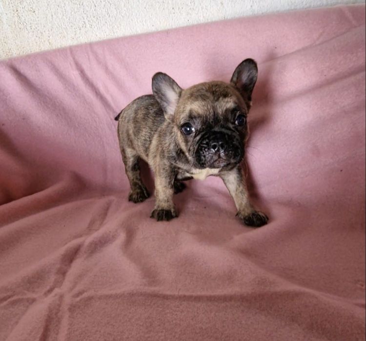 Menina bulldog tigrada