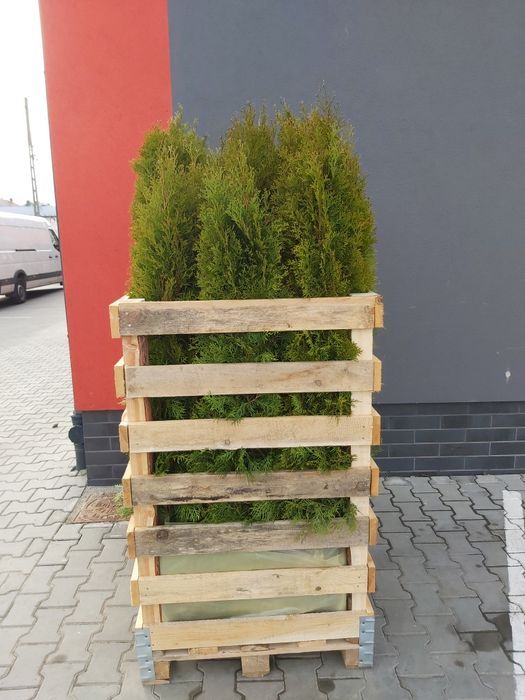 Tuja,thuja,tuje,thuje szmaragd 140-150cm-20szt
