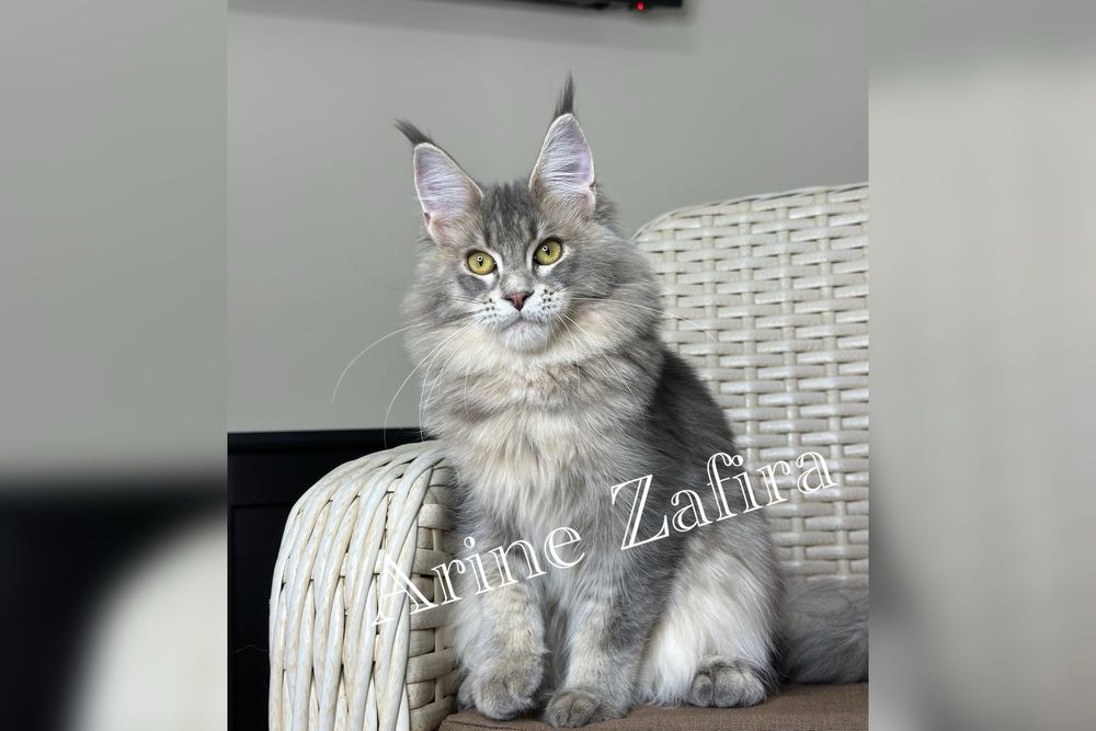 Кошенятко Мейн Кун дівчинка Zafira розплідник Вінниця