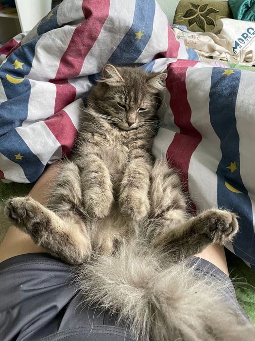 Зник кіт/пропал кот, кловська кіт, печерськ кіт, зникла кішка печерськ