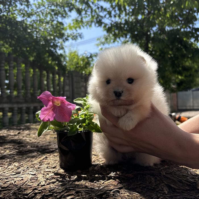 шикарна дівчинка шоу классу