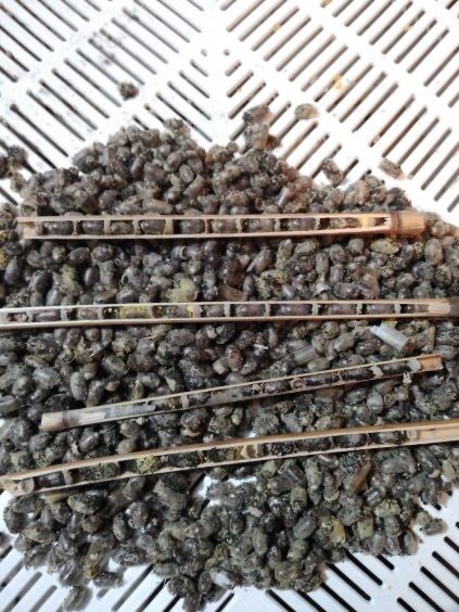 Kokony murarki ogrodowej  5000 sztuk.