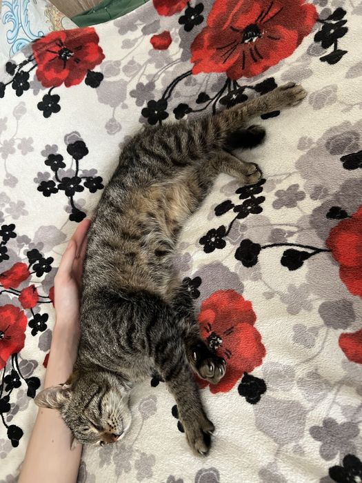 Хлопчик шукает родину