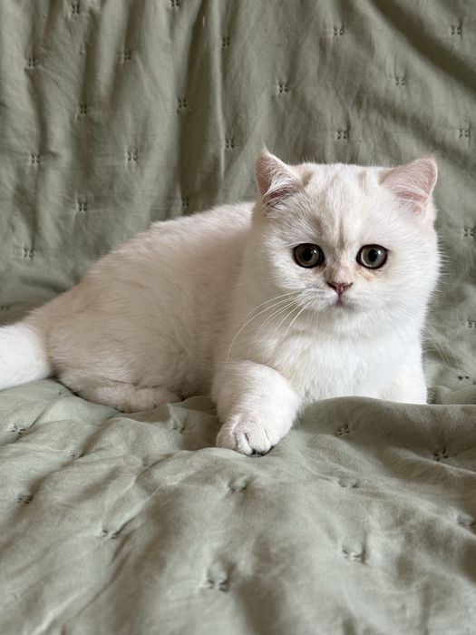 Chłopczyk brytyjski