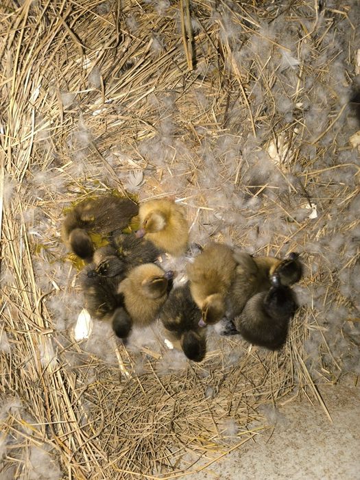 Ovos de pato para chocar