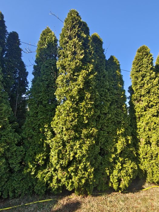 Tuja SZMARAGD 3,5-4,5 m wysokości  żywotnik zachodni