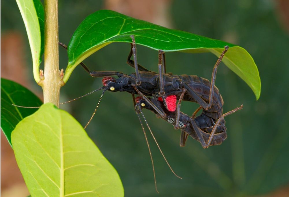 Перуанський кордільерський  палочник (лат. Peruphasma shultei)