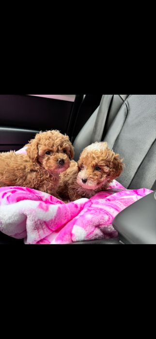 Мальтипу мальтіпу